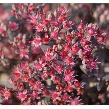 Sedum cauticola ‘Bertram Anderson’