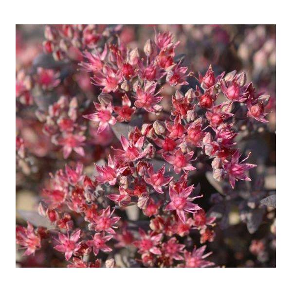 Sedum cauticola ‘Bertram Anderson’ Sedum cauticola ‘Bertram Anderson’