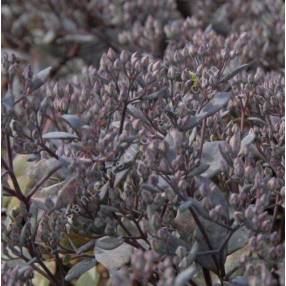 Sedum cauticola ‘Bertram Anderson’