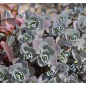 Sedum cauticola ‘Bertram Anderson’