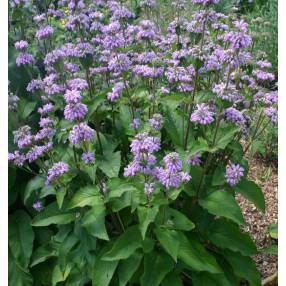 Phlomis cashmeriana - Sauge de Jérusalem du Cachemire