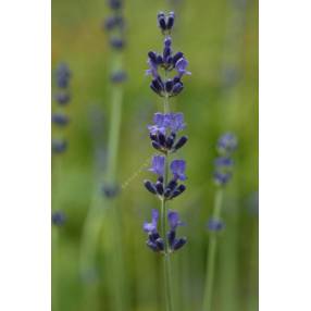 Lavandula angustifolia 'Charlie' - Vraie Lavande