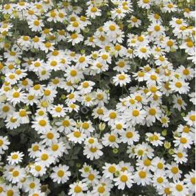 Tanacetum niveum - Matricaire