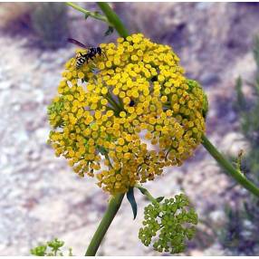 Ombelles jaune vert de Bupleurum gibraltaricum en floraison estivale