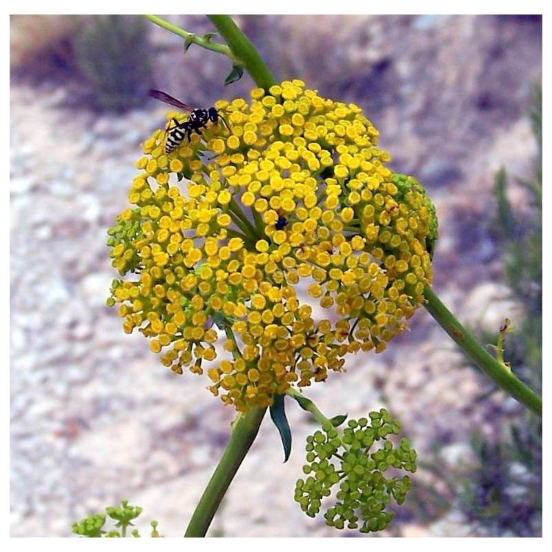 Ombelles jaune vert de Bupleurum gibraltaricum en floraison estivale