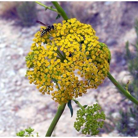 Ombelles jaune vert de Bupleurum gibraltaricum en floraison estivale