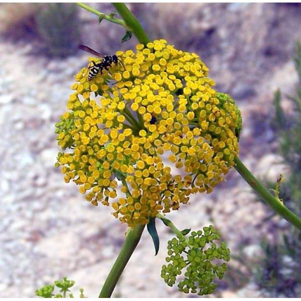 Bupleurum gibraltarium, Buplèvre de Gibraltar Bupleurum gibraltarium, Buplèvre de Gibraltar