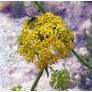 Ombelles jaune vert de Bupleurum gibraltaricum en floraison estivale