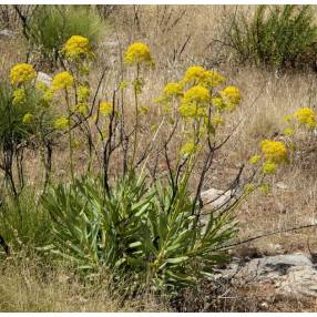 Bupleurum gibraltaricum arbuste compact dans un jardin sec