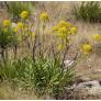 Bupleurum gibraltaricum arbuste compact dans un jardin sec