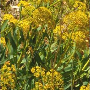 Bupleurum gibraltaricum buplèvre de Gibraltar arbuste persistant méditerranéen