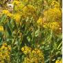 Bupleurum gibraltaricum buplèvre de Gibraltar arbuste persistant méditerranéen