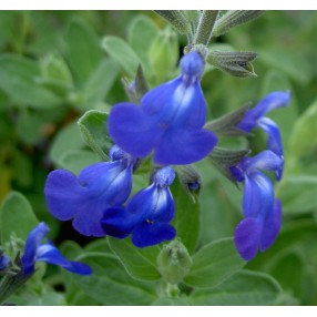 Salvia 'Bleu Armor' ® - Sauge arbustive bleue
