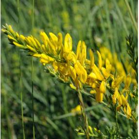 Genista tinctoria - Genêt des teinturiers