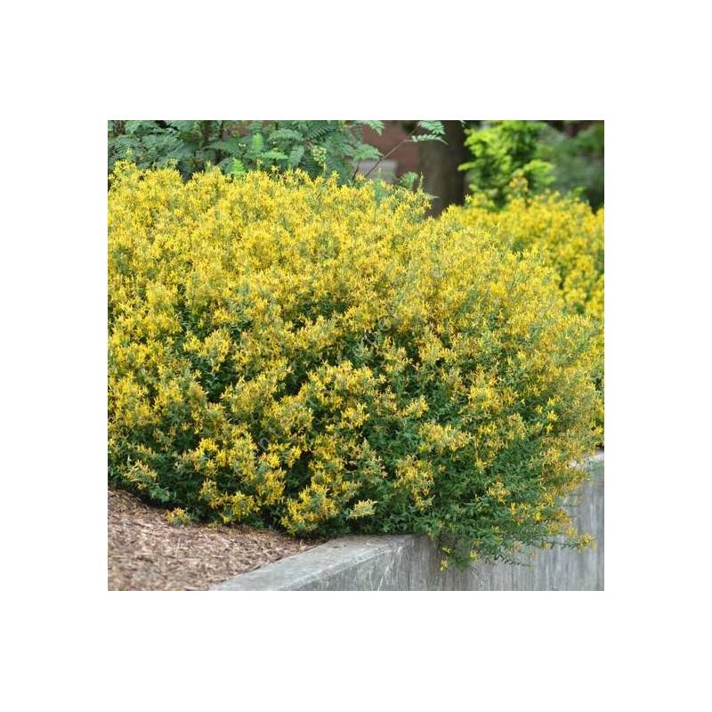 Genista tinctoria - Genêt des teinturiers