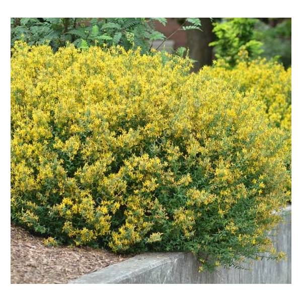 Genista tinctoria - Genêt des teinturiers Genista tinctoria - Genêt des teinturiers