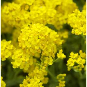 Aurinia saxatile, syn : Alyssum saxatile, Corbeille d'or