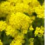 Aurinia saxatile, syn : Alyssum saxatile, Corbeille d'or