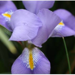 Iris unguicularis - Iris d'Alger