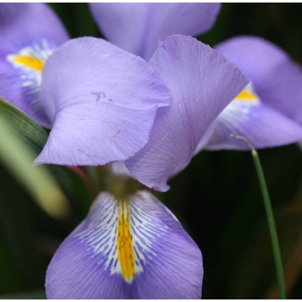 Iris unguicularis - Iris d'Alger