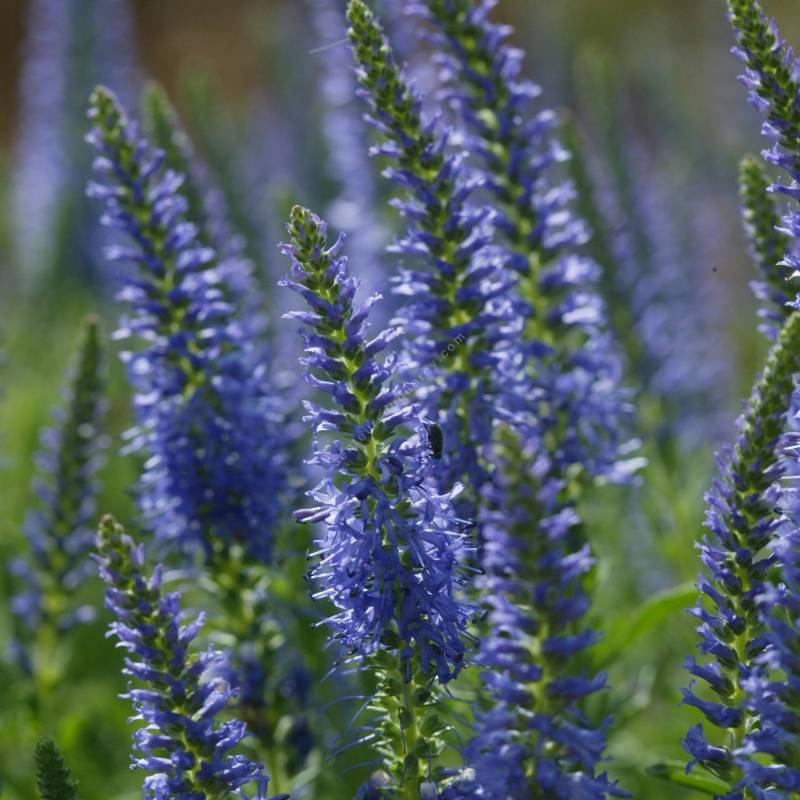 Veronica spicata 'Nana' - Véronique - plante vivace pour jardin sec