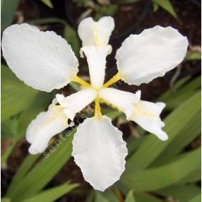 Iris tectorum 'Alba' - Iris des toitures blanc
