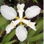 Iris tectorum 'Alba' - Iris des toitures blanc