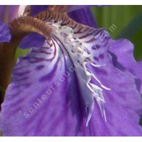 Iris tectorum - Iris des toitures