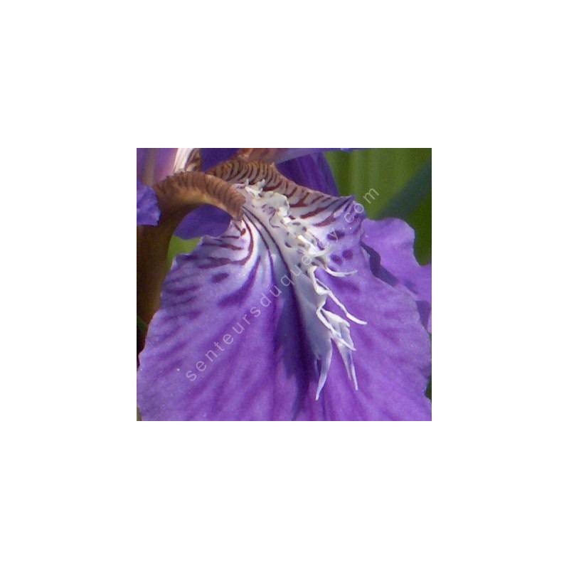 Iris tectorum - Iris des toitures