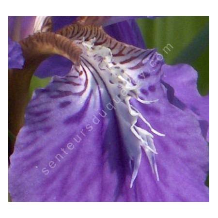 Iris tectorum - Iris des toitures