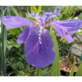 Iris tectorum - Iris des toitures