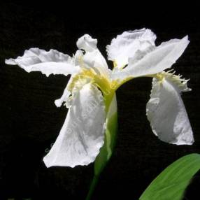 Iris tectorum 'Alba' - Iris des toitures blanc