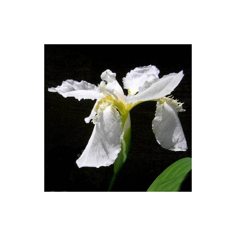 Iris tectorum 'Alba' - Iris des toitures blanc