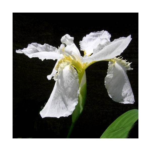 Iris tectorum 'Alba' - Iris des toitures blanc