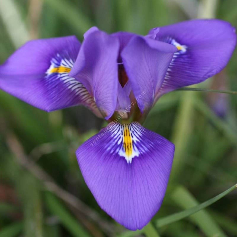 Iris unguicularis 'fleur violet foncé' - Iris d'Alger