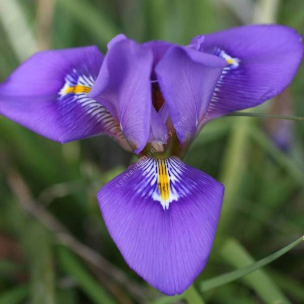 Iris unguicularis 'fleur violet foncé' dit d'Alger - vente en ligne