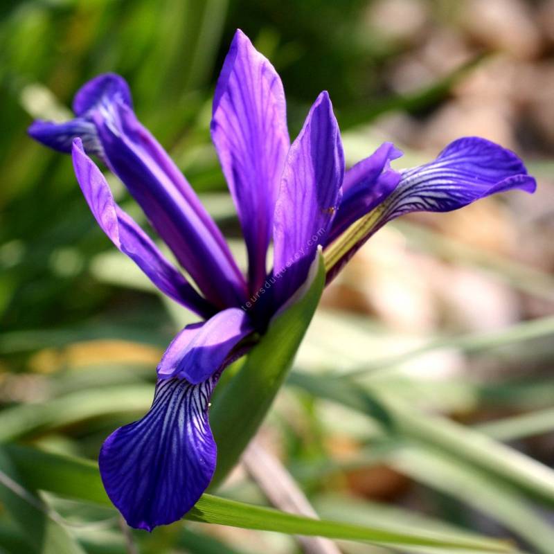 Iris sintenisii