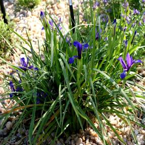 Iris sintenisii