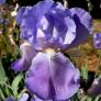 Iris pallida