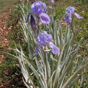 Iris pallida 'Variegata Argentea'