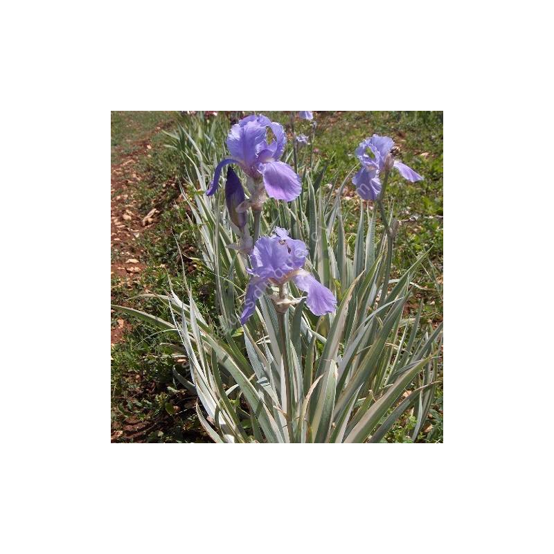 Iris pallida 'Variegata Argentea'