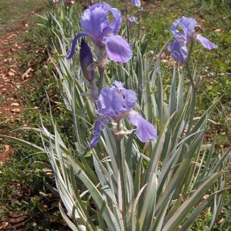 Iris pallida 'Variegata Argentea'