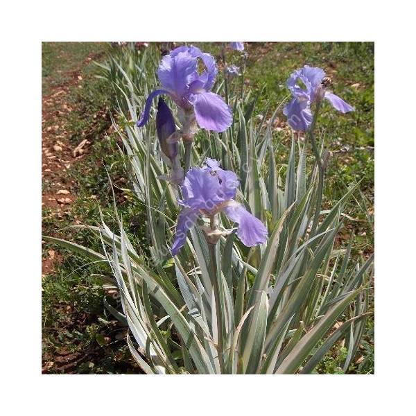 Iris pallida 'Variegata Argentea' Iris pallida 'Variegata Argentea'
