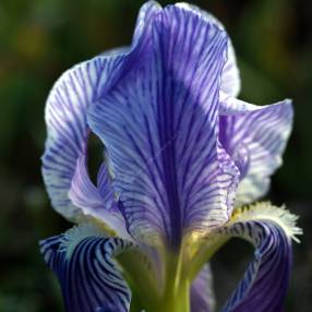 Iris lutescens - Iris des garrigues