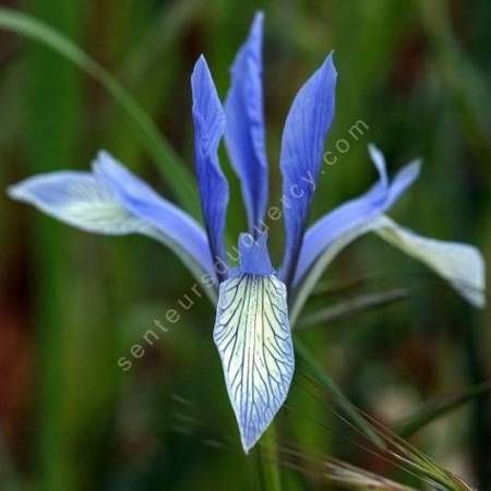 Iris lactea