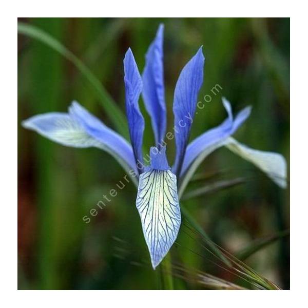 Iris lactea