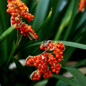 Iris foetidissima -Iris gigot