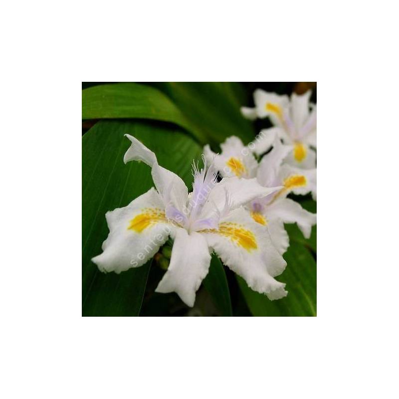 Iris japonica dit du Japon - plante pour ombre fraiche