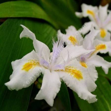Iris japonica - Iris du Japon
