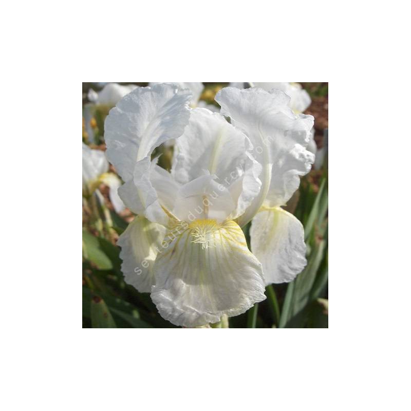 Iris florentina - Iris de Florence des parfumeurs